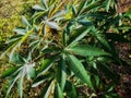 Cassava plants in farmers\' fields.