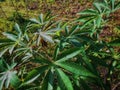 Cassava plants in farmers\' fields.