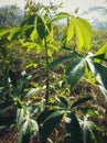 Cassava plants in farmers\' fields.