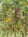 cassava plants