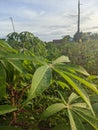 cassava plants whose growth is stunted due to overgrown grass