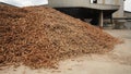 Cassava prepared at tapioca flour factory