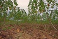 Cassava production field in rainfed area Royalty Free Stock Photo