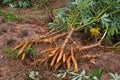 Cassava root Royalty Free Stock Photo