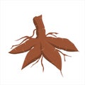 Cassava vector illustration