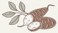 Cassava root halves, fresh root vegetable illustration vector design Generative AI