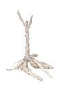 Cassava root isolated on white background. Royalty Free Stock Photo