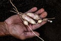 Cassava small in farmer hand at fields tapioca, gardener holding cassava root in farm