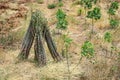 Cassava stalk or cassava stem.
