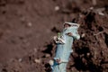 Cassava stalk close-up, tapioca plantation in farmland, yucca agriculture plant concept