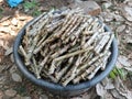 cassava stem Royalty Free Stock Photo