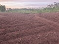 Cassava Stem Cutting