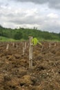 Cassava stem cuttings, seedlings of cassava are grown after planting