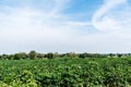Cassava or tapioca field, cassava plantation use for make MSG, Agriculture in countryside Thailand, Backdrop blue sky and cloud