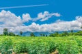 Cassava, tapioca plantation field with the beautiful sky and cloud in Thailand