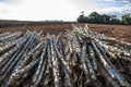 Cassava to chop ready fot to planting