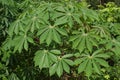 Cassava tree