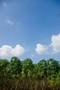 Cassava tree with blue sky