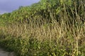 Cassava tree on day