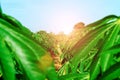 The cassava tree in farm with sunset for the background, Growing cassava, young shoots growing