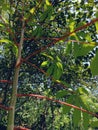 cassava tree in the forest during the day