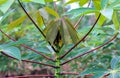 Cassava tree and leaf, cassava or yucca fields, tapioca plantation for background