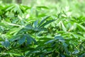 cassava tree and leaf cassava or yucca fields tapioca plantation for background