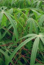 Cassava tree Royalty Free Stock Photo