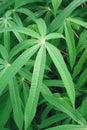 Cassava tree Royalty Free Stock Photo