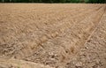 Cassava tree plantation at ground