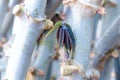 Cassava tree for planting, cassava stalk and young leaves for plantation, cassava growing