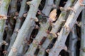 cassava tree for planting cassava stalk and young leaves for plantation cassava growing