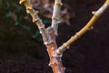 Cassava tree in planting farm, close-up cassava stalk at plantation, cassava growing