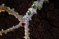 Cassava tree in planting farm, close-up cassava stalk at plantation, cassava growing