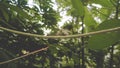 Cassava tree stalk