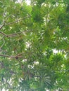 Cassava Trees