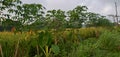 cassava trees in front of rice fields and beside asphalt road in tropical farm Royalty Free Stock Photo