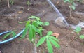 Cassava trees with green leaves in the garden