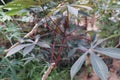 Cassava trees that grow in dry soil.