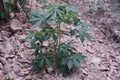 Cassava trees that grow in dry soil.