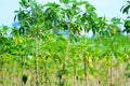 Cassava trees are growing and the leaves are in the garden