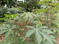 Cassava trees or Manihot Esculenta Crantz grow abundantly in the garden