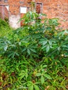 cassava trees and neglected buildings