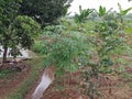 Cassava trees and Rambutan tree in my garden