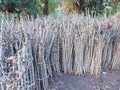 Cassava trees that farmers kept waiting for planting in the next season.