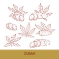 Cassava. Tuber leaves. Sketch. Set. On a white background.