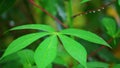 Cassava Plant Vibrant Green Leaves Close Up