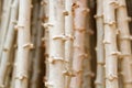 Cassava, Yuca.