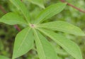 Cassave green leaves tree