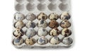 Cassette of quail eggs Royalty Free Stock Photo